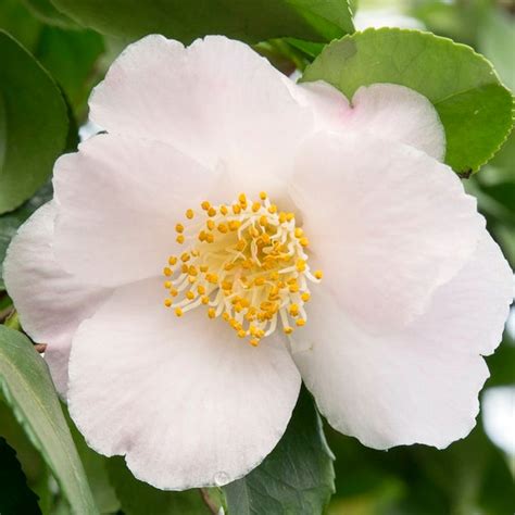 camellia winter perfume.